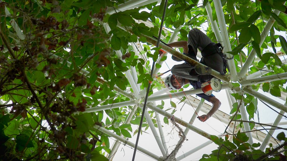 UA researcher Tyeen Taylor goes high into Biosphere 2 in his study of plant volatiles, the molecular compounds that are small enough to become a gas. 